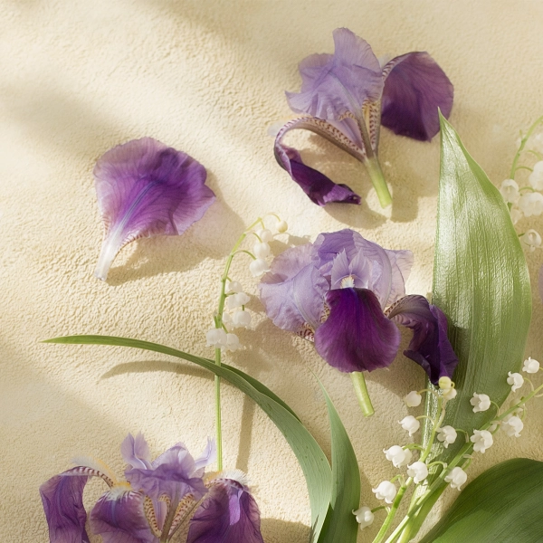 Alpine Blooms scent notes composition — Iris, lily of the valley, warm vanilla