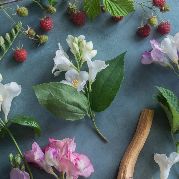 Luna scent notes composition — Soft amber, violet, moonlit florals
