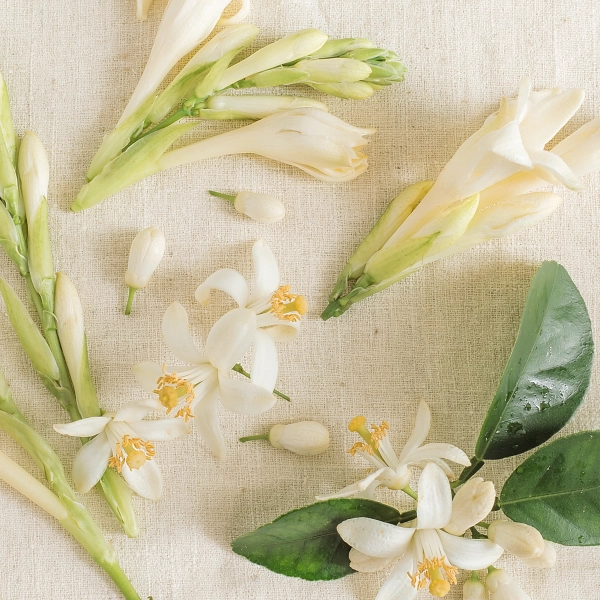 White Flowers scent notes composition — Tuberose, jasmine, orange flower